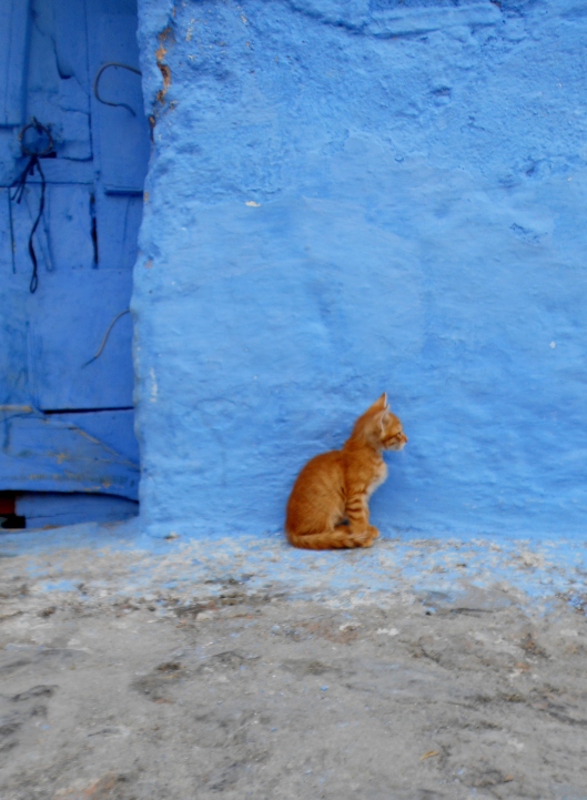 A kitten posing in the Chefchaouen medina. I think it knew it was photogenic. 